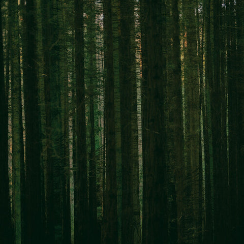 The Paper Kites - Evergreen [RSD2024]