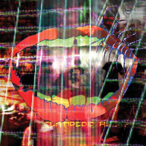 Animal Collection - Centipede